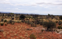 Warakurna-Women Collaborative Painting-2010-9