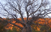35.jinamoom-boab-tree-photo-courtesy-of-waringarri-aboriginal-arts-2009