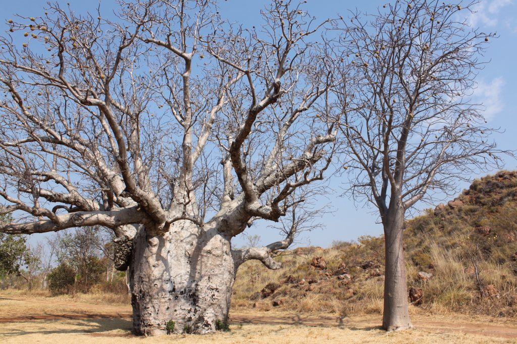 View of Boab Trees in Kununurra, WA - Courtesy of Waringarri Aboriginal Arts, Photo Claire Summers